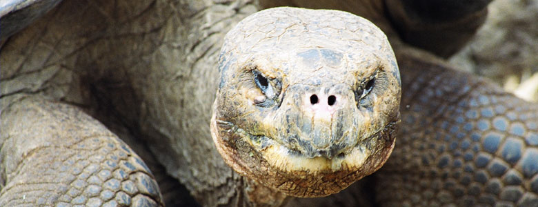 La Tortuga Galápagos es un Animal Gigante y muy Amigable