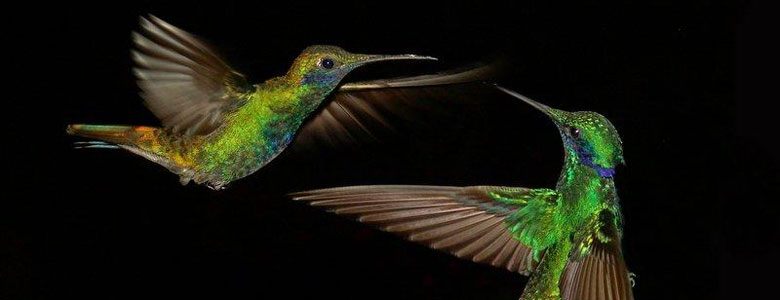 Hummingbirds, special and unique birds