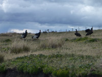 Andean Condors feeding