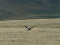 Black head ibis on fly