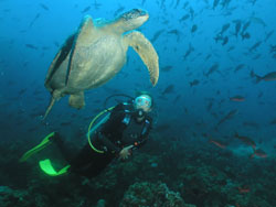 Galapagos Scuba Diving