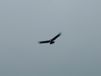 Wild Condor flying into freedom at Antisana Reserve: no words to describe how is to see this great birds so close!