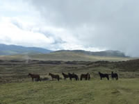 Wild horses around base camp at 13000 ft